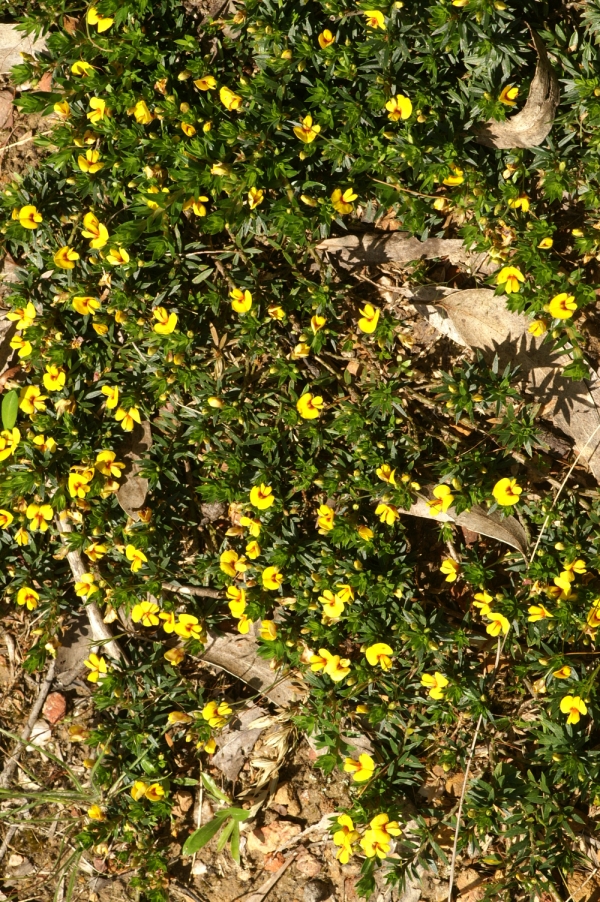 Pultenaea pedunculata